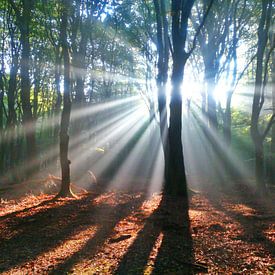 Speulder forrest sunrays by Lindie Allen