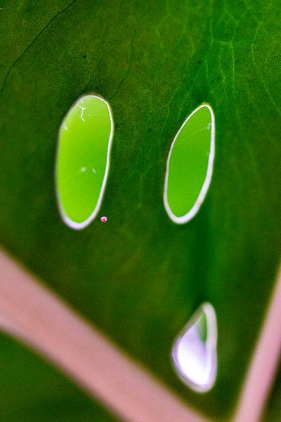 Dryade / natuurgeest: &quot;Ondeugend blad&quot; van Flatfield