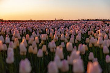 Tulpenfeld in der Abendsonne von Hilda van den Burgt