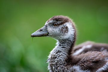 Nile goose cub in green morning light by M.J. Lagerwerf