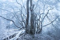 Blickfang im Schnee