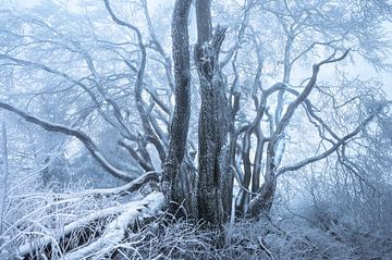 sneeuw eyecatcher van Gerlinde Smit