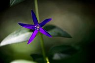 Purple Power Flower von Harald Harms Miniaturansicht