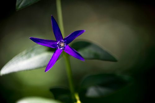 Purple Power Flower