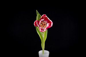 La Tulipe