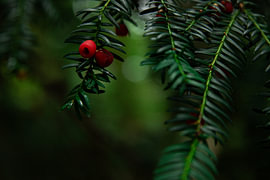 berry by Lizette Warnars