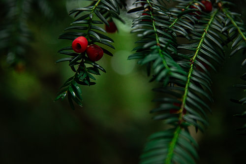 Vleugje Rood