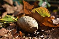 Pilz