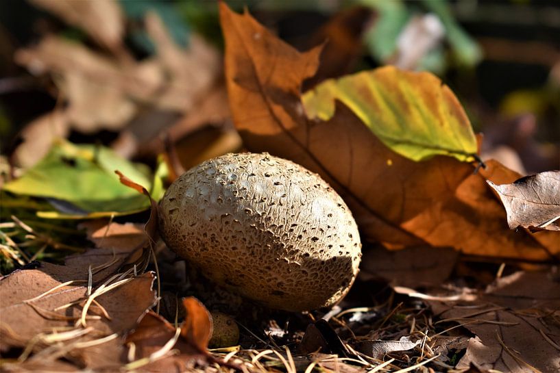 Pilz von Bert Kottier