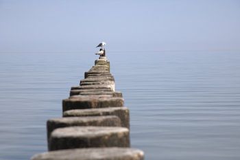 Buhnen Möwen Usedom