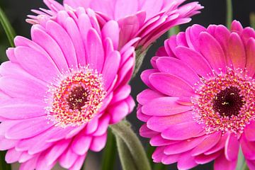 Close-up foto van donker roze gerbera's. van Studio Mirabelle