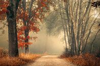 Herbstwald im Nebel von Rob Visser Miniaturansicht