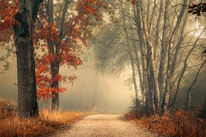 Herfst bos in de mist van Rob Visser
