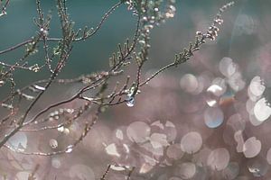 auf der Heide glitzern