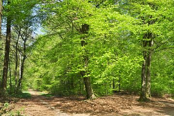 Beukenbomen in het bos van Corinne Welp