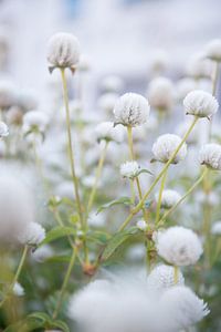 Fleurs blanches sur Ellis Peeters