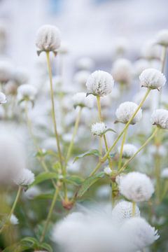 Witte bloemen van Ellis Peeters