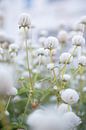 Weiße Blumen von Ellis Peeters Miniaturansicht