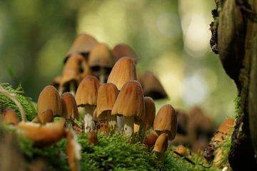 Pilze, Leeuwarden, Leeuwarder Wald von Cedras Pot