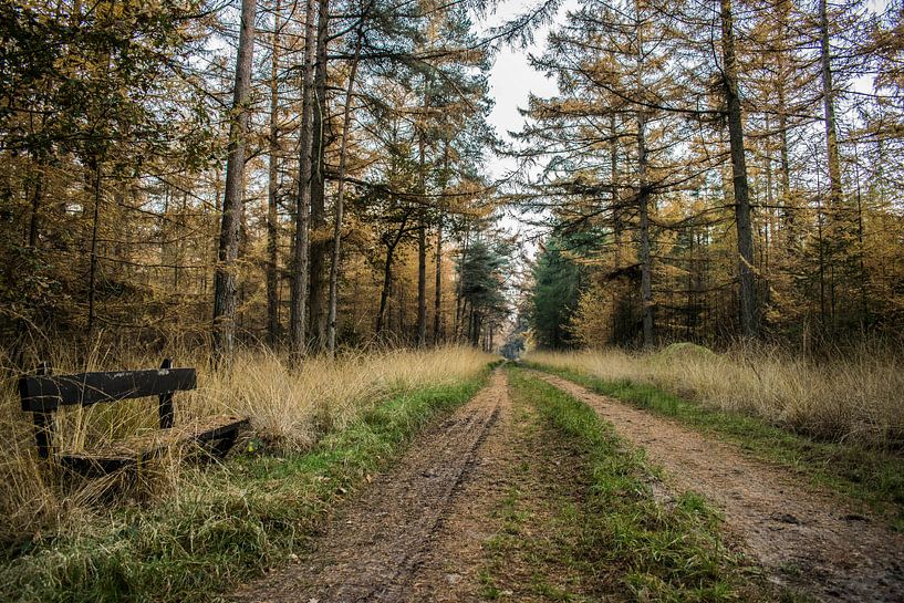 Herfst Wandeling van Robert Snoek
