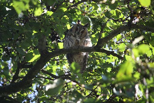 Ransuiltje hoog in de boom. Totaal gefocust op mij.