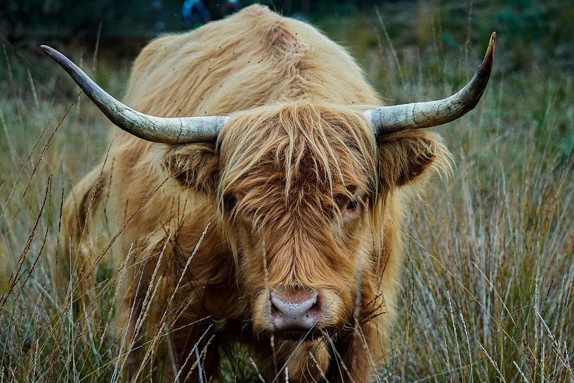 Schottischer Highlander von bryan van willigen