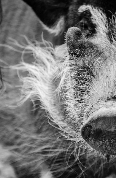 One eye by melissa demeunier