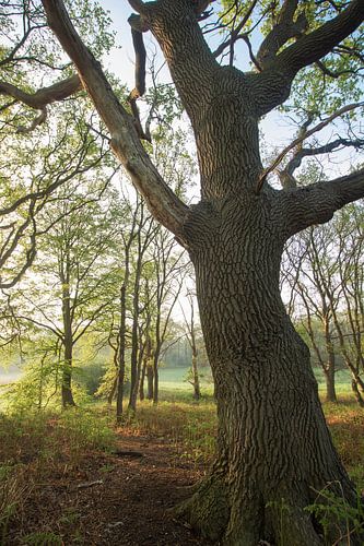 Het sprookje op de heuvel