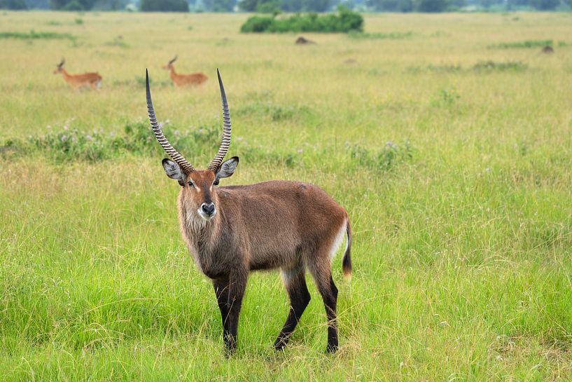 Defassa waterbok (Kobus defassa), Oeganda van Alexander Ludwig