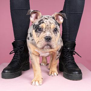 Niedlicher alter englischer Bulldoggenwelpe steht zwischen den Beinen seines Herrchens