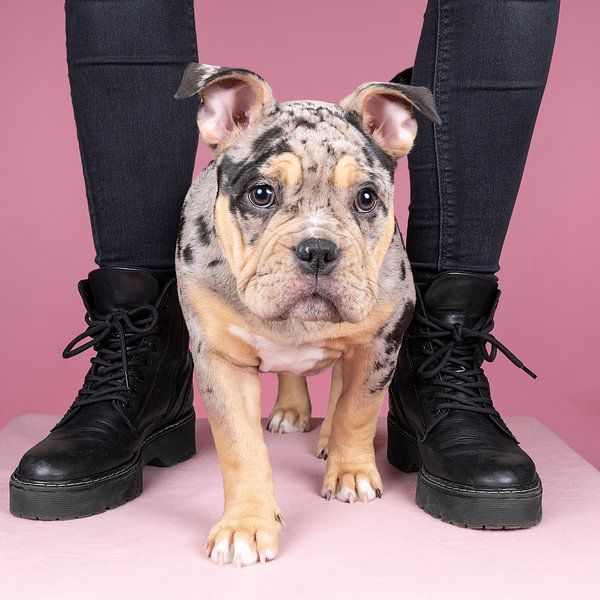 Adorable old english bulldog puppy stands between his boss's legs by Leoniek van der Vliet