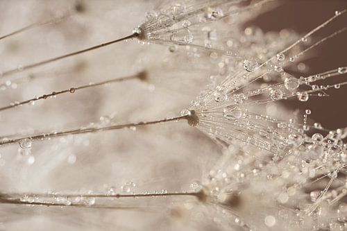 Beige - bruin tinten: Waterdruppeltjes sieren de paardenbloempluisjes
