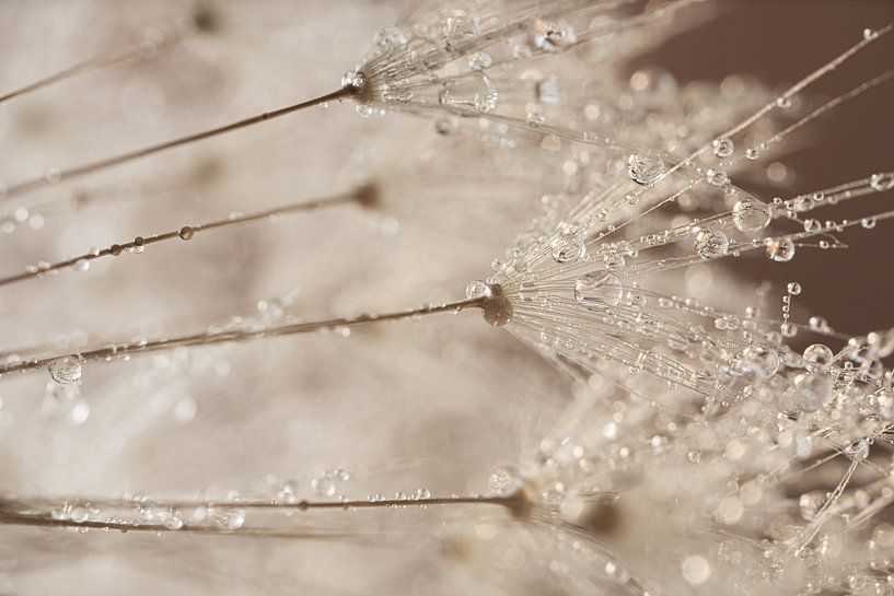 Nuances de beige et de brun : Des gouttes d&#039;eau ornent les fleurs de pissenlit par Marjolijn van den Berg