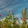 Wilde bloemen. van Robert Kok
