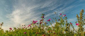 Wildblumen.