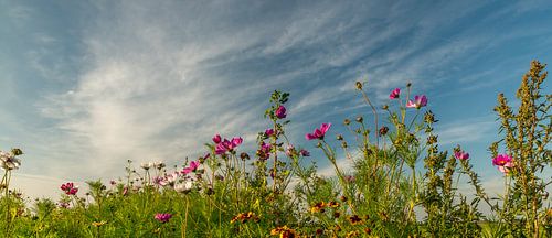 Wilde bloemen. van Robert Kok