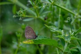Butterfly by Merijn Loch