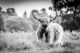 Highlander Black and White by Koen Mol