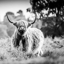 Highlander Black and White by Koen Mol