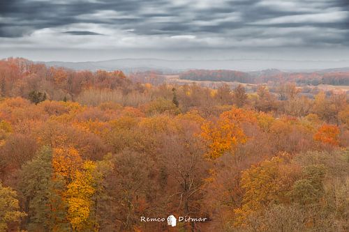 La forêt allemande de Teutoburg en automne