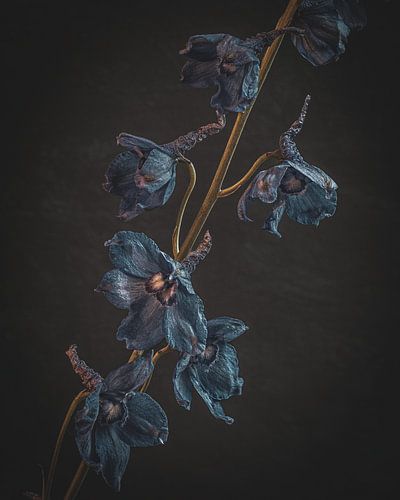 Stilleven Blauwe Delphinium