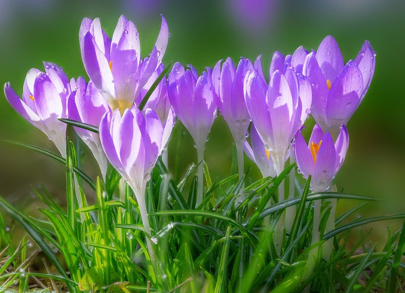 Macro of purple crocus flowers in the garden by ManfredFotos