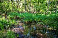 Waldspaziergang von Thomas Riess Miniaturansicht