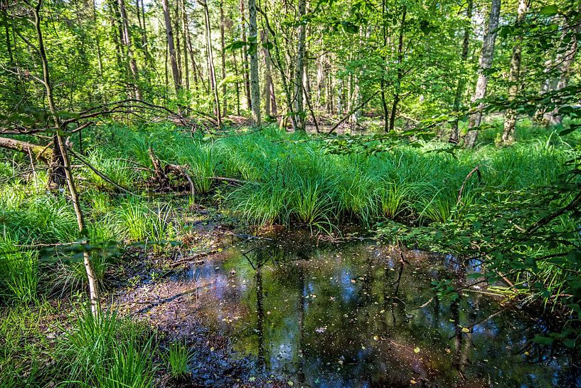 Waldspaziergang von Thomas Riess