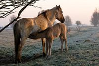 Chevaux Konik