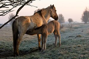 Konik horses van Anne Koop