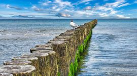 Buhne in Zingst on the Baltic Sea reaching into the sea by Martin Köbsch