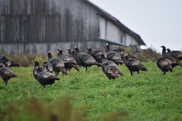 Wild turkeys in autumn by Claude Laprise