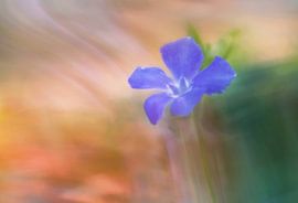 purple flower by Remco loeffen