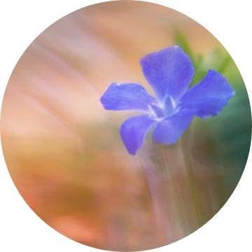 paarse bloem van Remco loeffen
